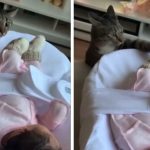 Cat Sees A Baby