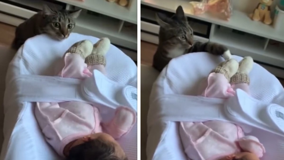 Kitten's Reaction to Seeing Owner in Bathtub for First Time Melts