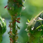 Combat Aphids On Your Rose Bushes