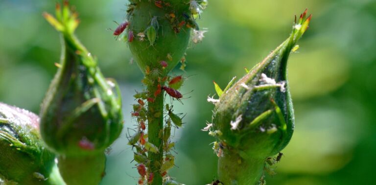 Combat Aphids On Your Rose Bushes