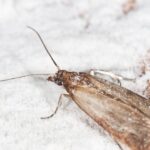 Get Rid Of Pantry Moths