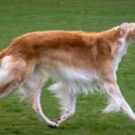 The 7 Largest And Heaviest Dog_1