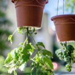 tomato cultivation