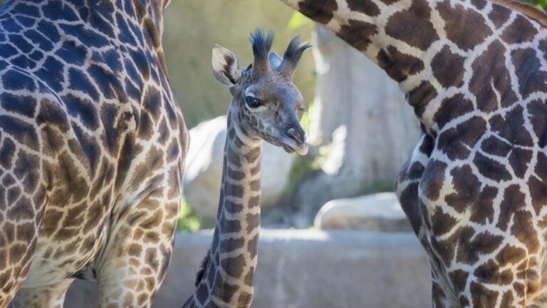 Baby Giraffe