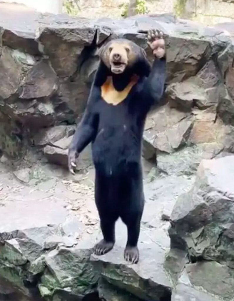 Bear Accused Of Being A Human In Disguise