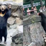 Bear At Hangzhou Zoo Accused Of Being A Human In Disguise