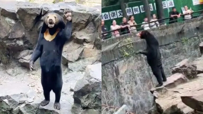 Bear At Hangzhou Zoo Accused Of Being A Human In Disguise