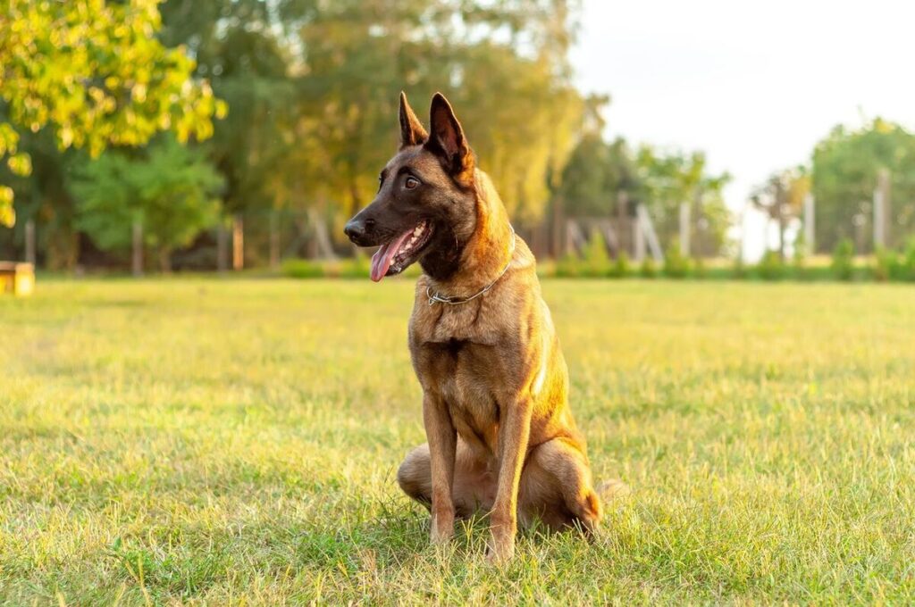 Belgian Malinois