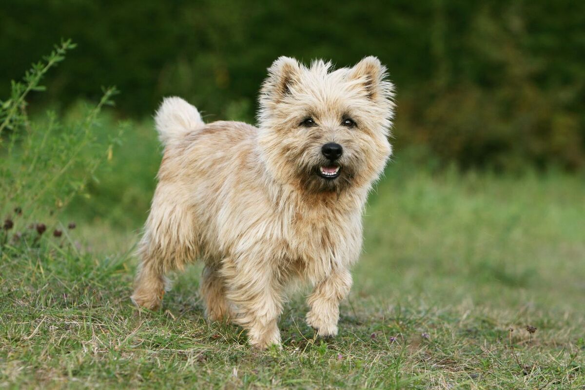 Cairn Terrier