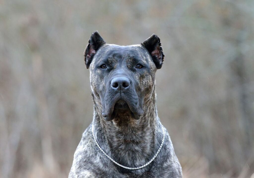 Canary Mastiff (Dogue des Canaries)