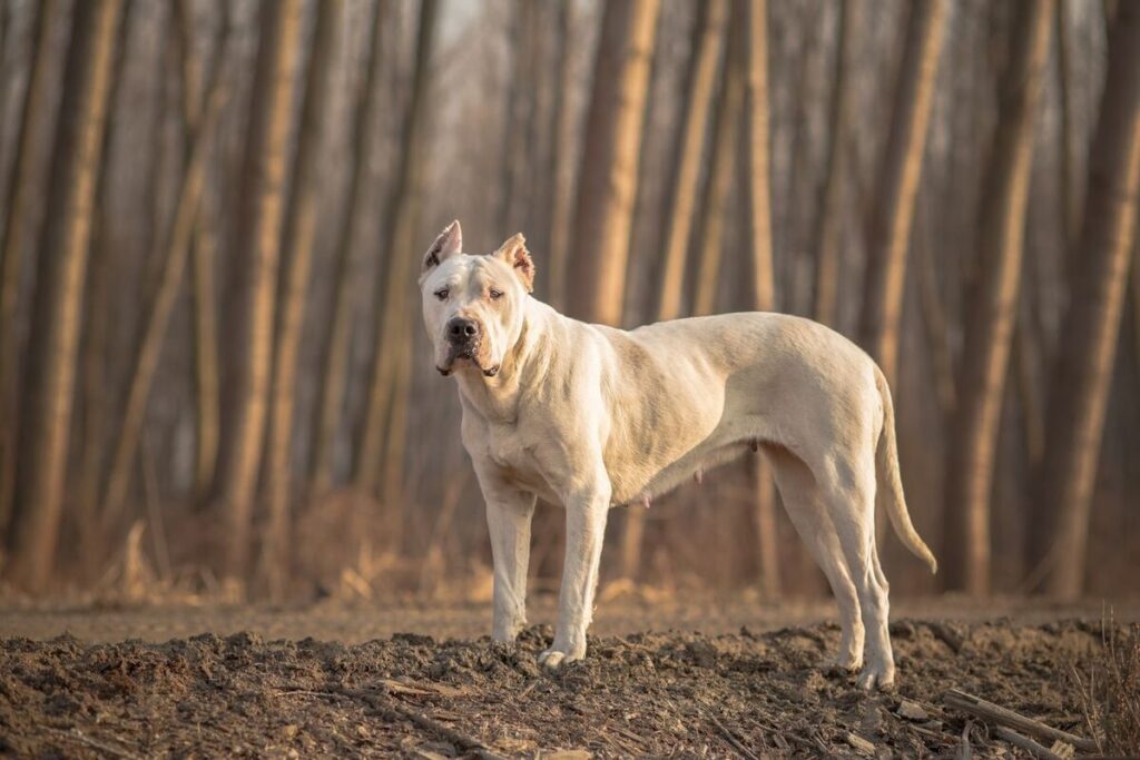 Dogue Argentin