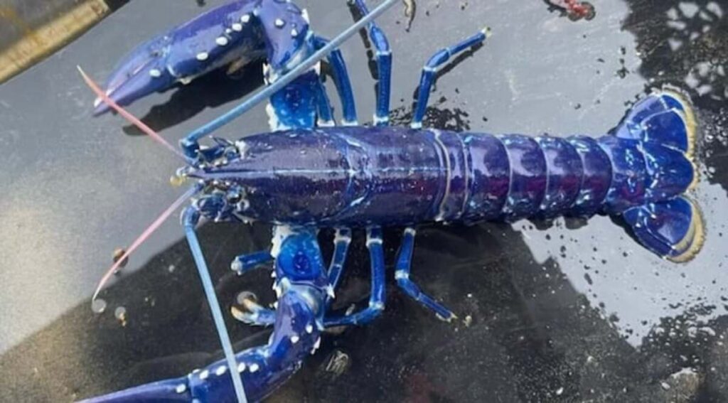 Electric Blue Lobster