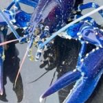 Electric Blue Lobster