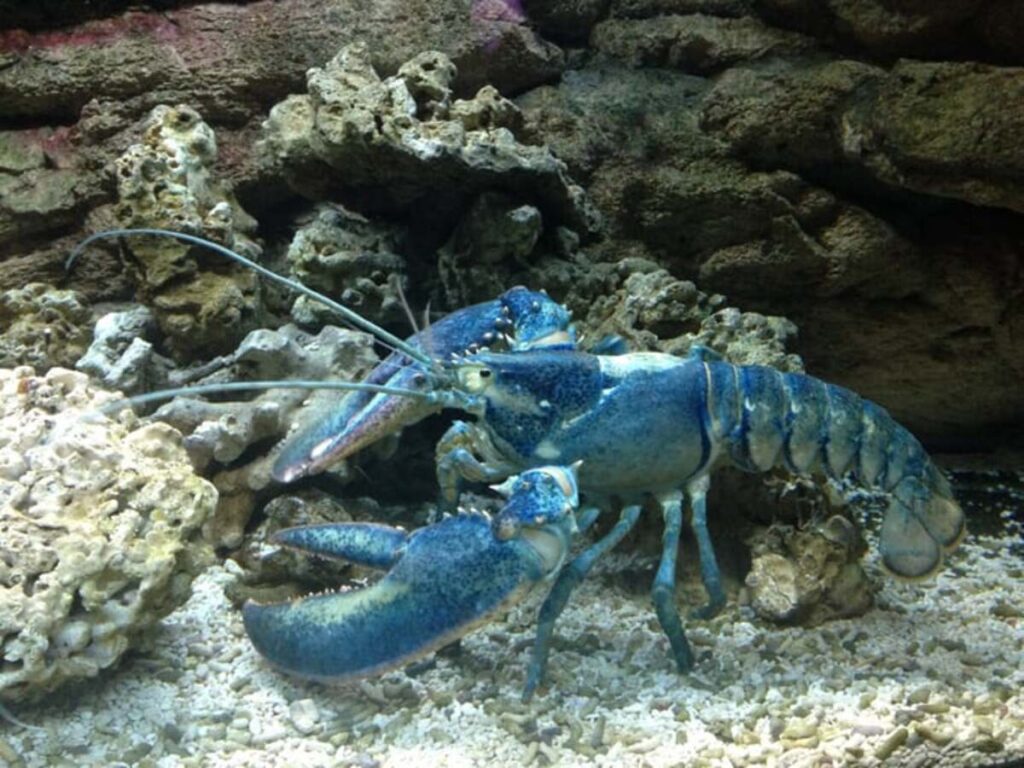 Electric Blue Lobster