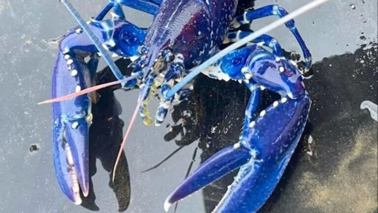 Electric Blue Lobster