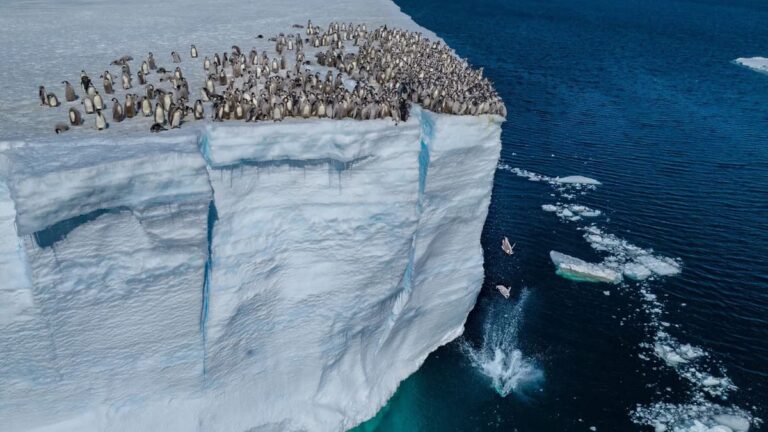 Emperor Penguins