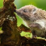 Feeding A Hedgehog In Your Garden