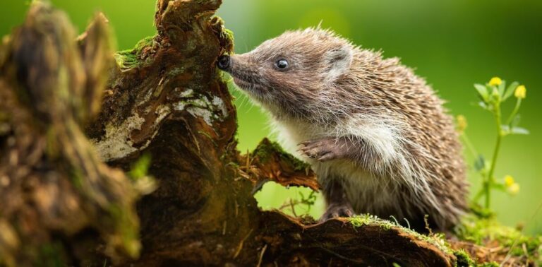 Feeding A Hedgehog In Your Garden