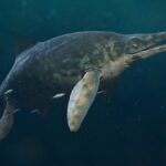 Giant Marine Reptile