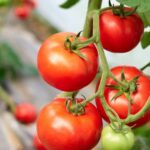 Growing Tomatoes In The Garden