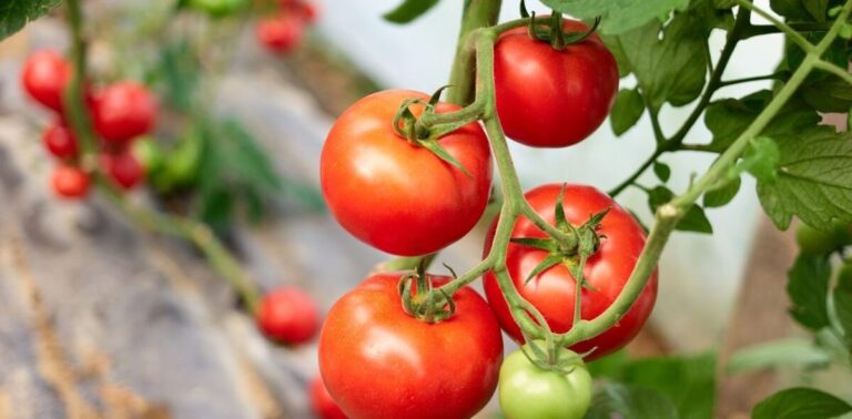 Growing Tomatoes In The Garden