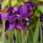 Here's How To Properly Prune Your Irises