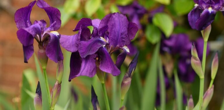 Here's How To Properly Prune Your Irises