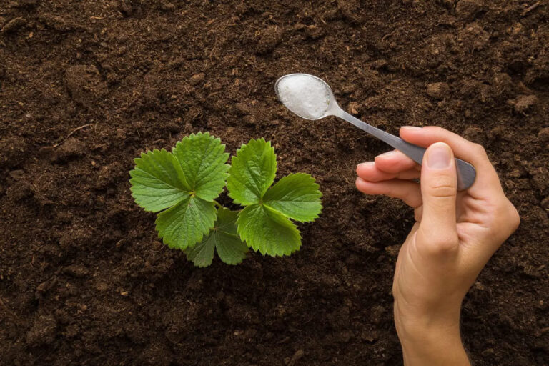 Homemade Fertilizer