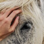 How music helps horses to keep calm and relaxed