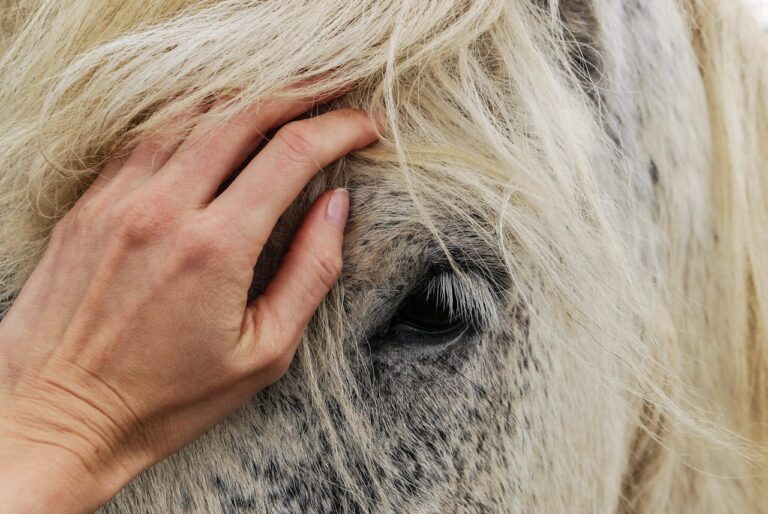 How music helps horses to keep calm and relaxed