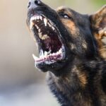 Most Dangerous Dog Breeds