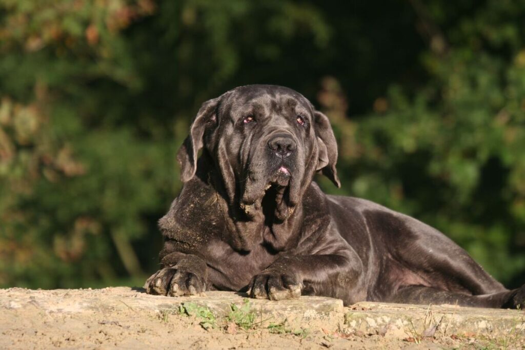 Neapolitan Mastiff