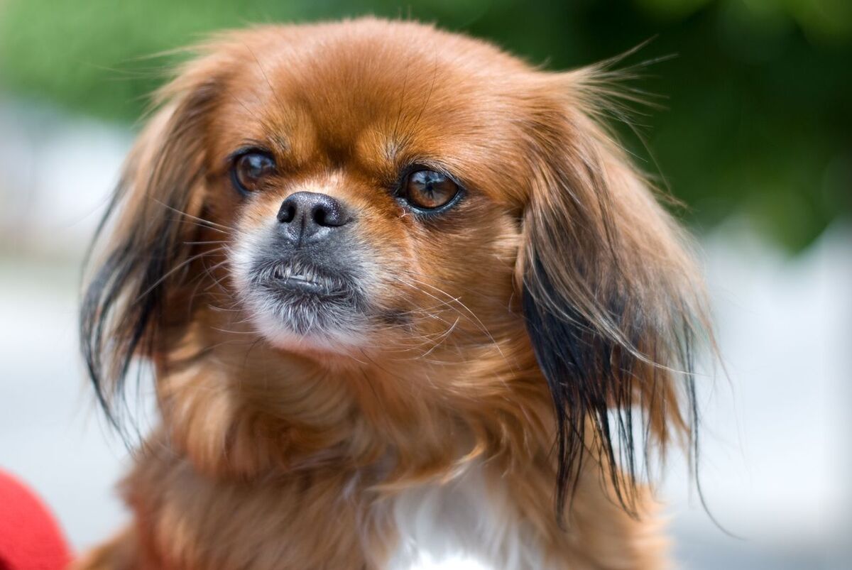 Pekingese