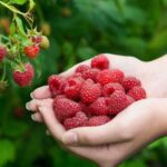 Plant At The Base Of Raspberry Bushes