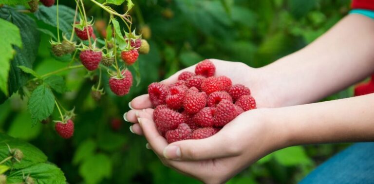 Plant At The Base Of Raspberry Bushes