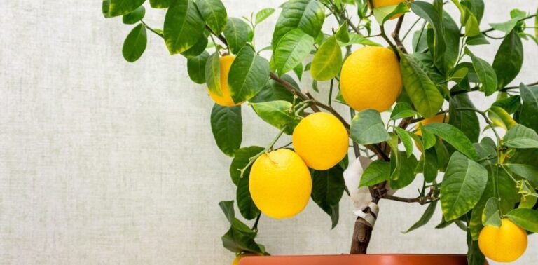 Potted Lemon Tree