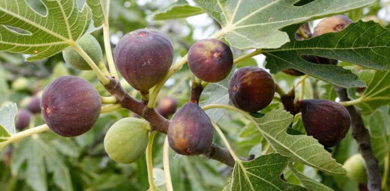 Pruning A Fig Tree In Spring