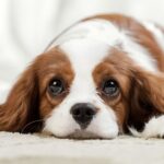 Quiet And Discreet Dog Breeds