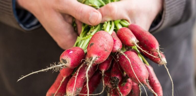 Radishes