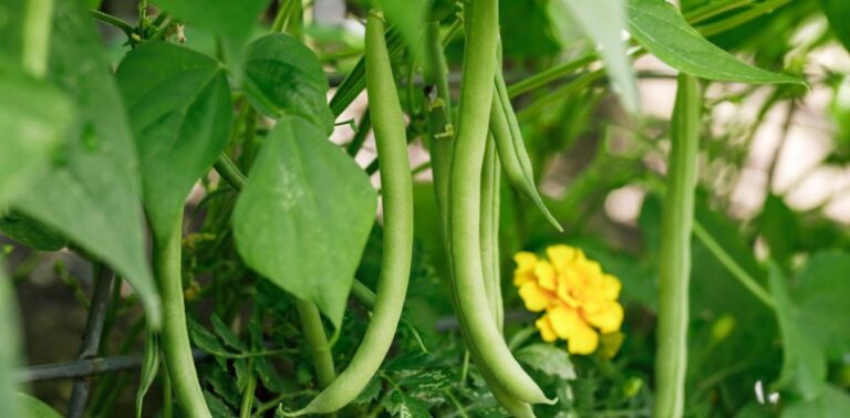 Successfully Grow Green Beans