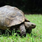 The Secrets Of Land Turtles Biology, Behavior, And Conservation