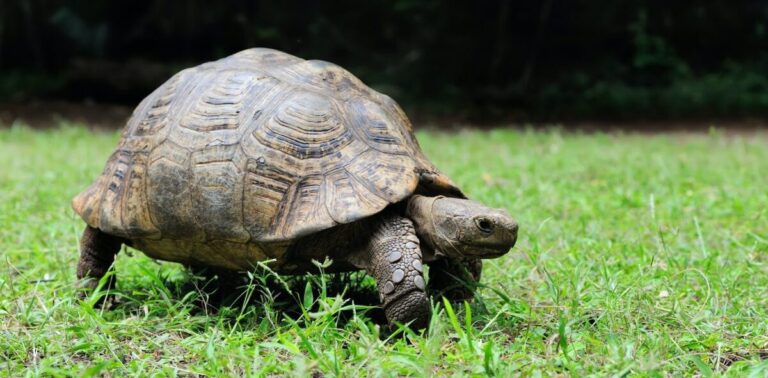 The Secrets Of Land Turtles Biology, Behavior, And Conservation