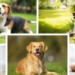 Top-5-Easiest-To-Live-With-Dogs