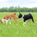 Understanding Why Dogs Sniff Each Other's Behinds