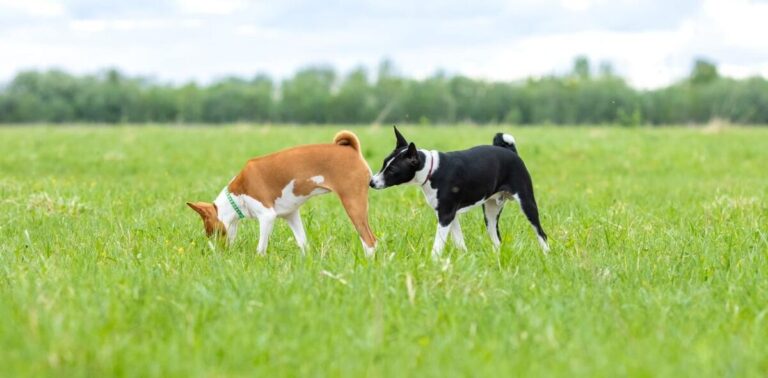 Understanding Why Dogs Sniff Each Other's Behinds