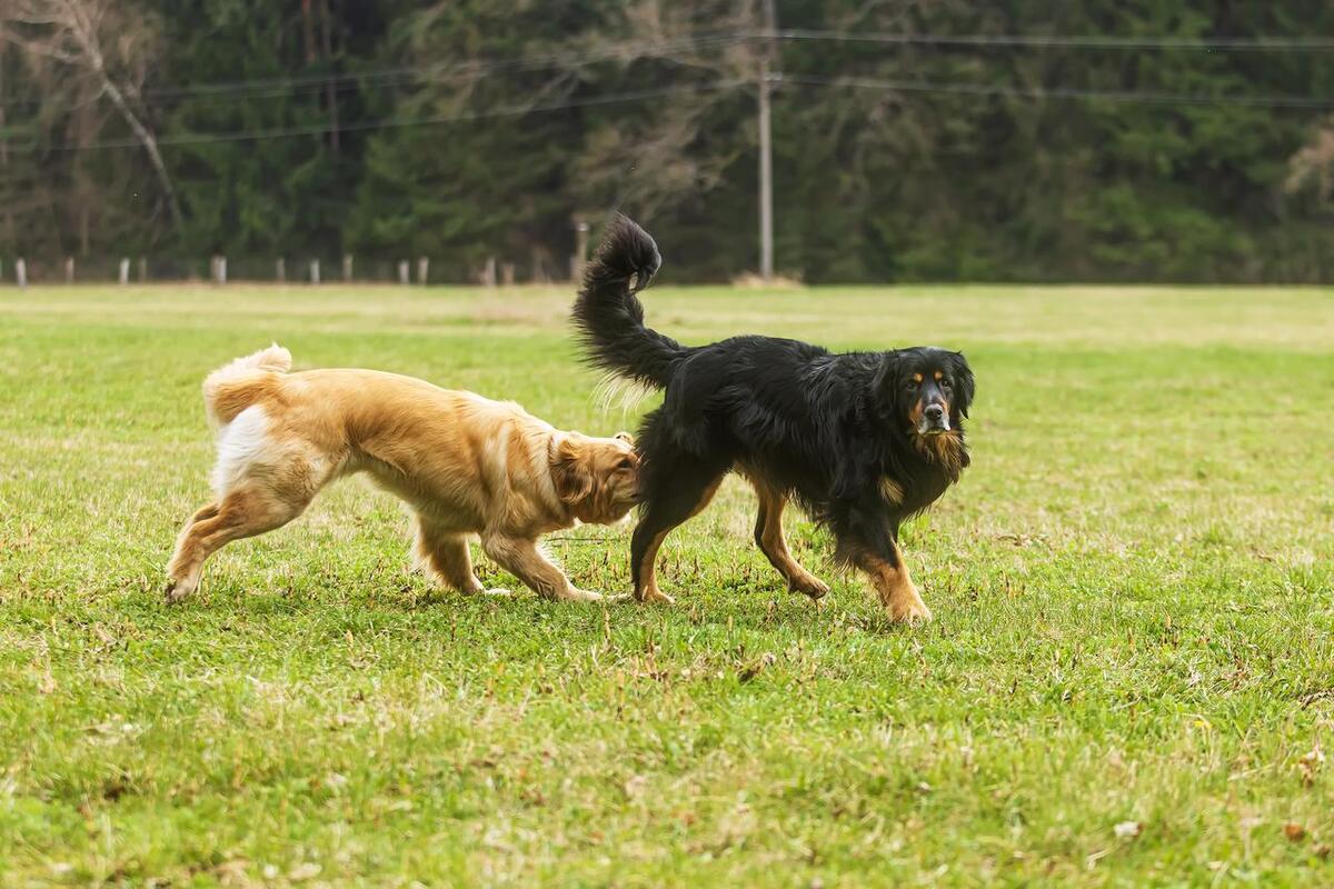 Why Dogs Sniff Each Other's Behinds