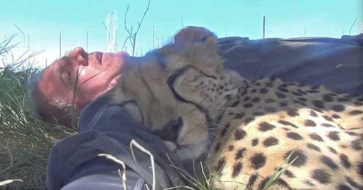 Wildlife Photographer Wakes Up From A Nap Under A Tree With... A Sleeping Cheetah Against Him