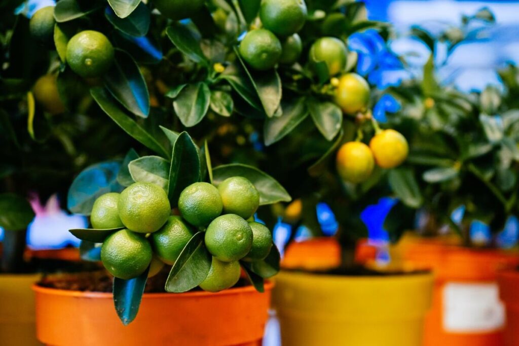 maintaining Potted Lemon Tree