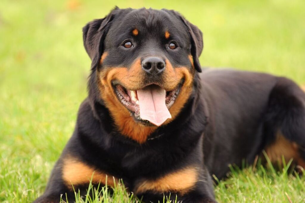 Rottweiler