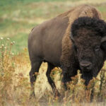 Bison In Yellowstone Park